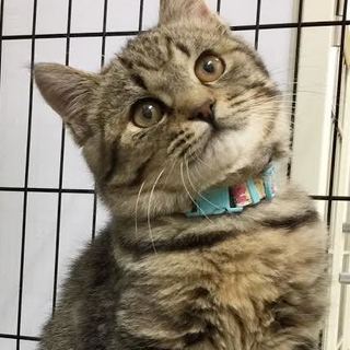 もふもふまるまる☆まりも君