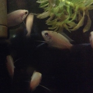 ゴールデンハニードワーフグラミー 子供