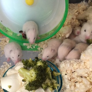 里親になってくれた皆さんありがとうございます。