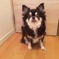 チワワの里親様を募集しています。