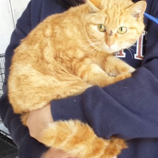 【助けてく下さい】大人しい茶トラの女の子です