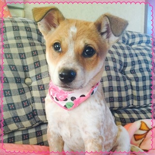 ビーグル風の可愛い仔犬