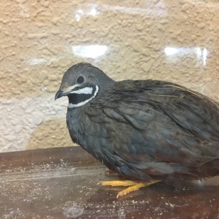 イケメン姫ウズラ