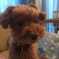 チョコ