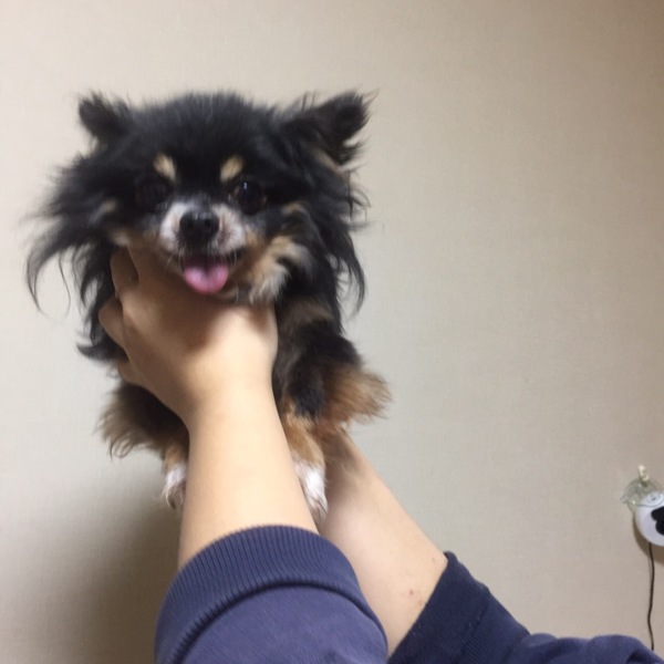 草食系男子 チワワ 日 埼玉県 犬の里親募集 ペットのおうち 月間利用者150万人
