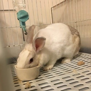 ウサギの里親を募集してます