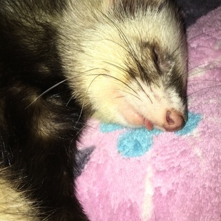 ピーターソンフェレット