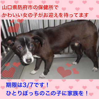 愛護団体に引き取られました