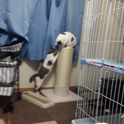 またたび運動会！