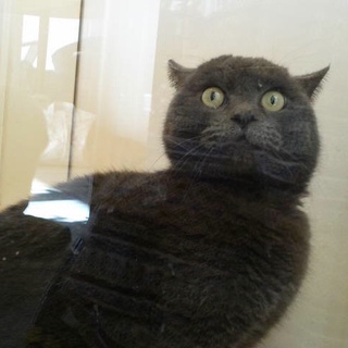 寂しがり屋で不思議ちゃん「ファルコン」♪