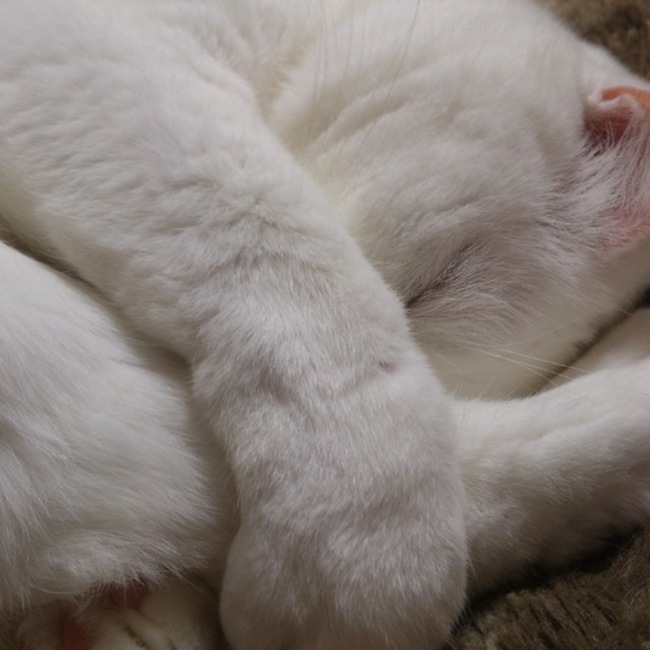 カクカクのカバー写真