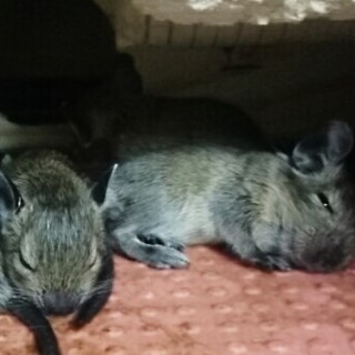 素敵な里親様がみつかりました！