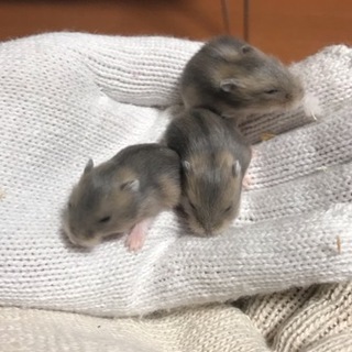 ＊ハムスター赤ちゃん＊