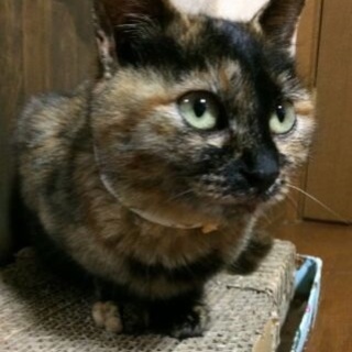 人見知りナシ!誰にでもフレンドリー「あかね」