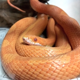 多くのご応募ありがとうございました