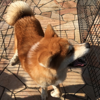 赤毛がとてもきれいな9ヵ月の秋田犬