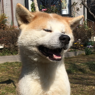 キリっとした顔ですが笑顔がかわいい秋田犬のオス