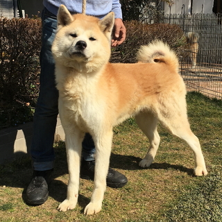 とても優しい性格の秋田犬　オス 6歳