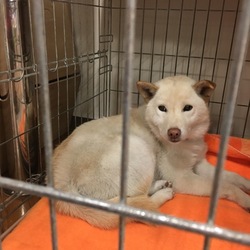 いぬ・ねこ譲渡会