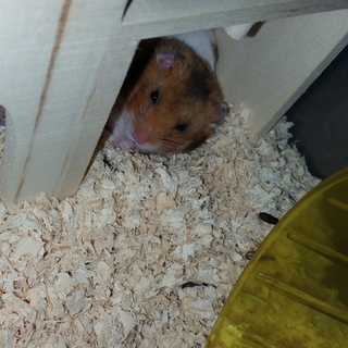 ゴールデンハムスターくん（♂）