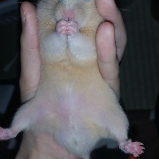 キンクマハムスターくん（♂）