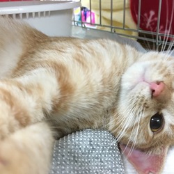 いぬ・ねこ譲渡会 サムネイル2