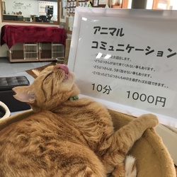 アニマルコミニケーション＆マヤ暦