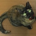 保護猫カフェ「花」
