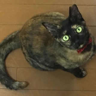 保護猫カフェ「花」