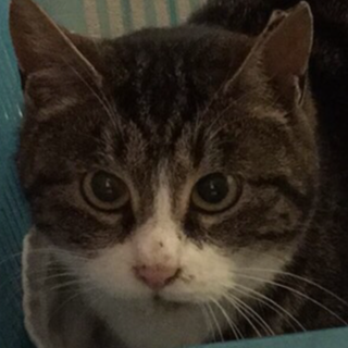 マーブルタビー靴下姫♀飼育放棄により募集。