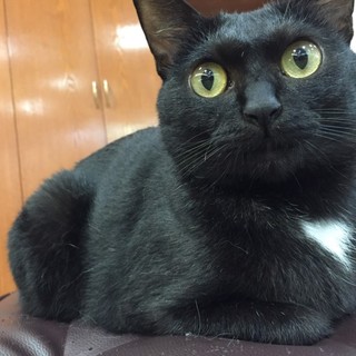 保護猫カフェ「クロッキー」