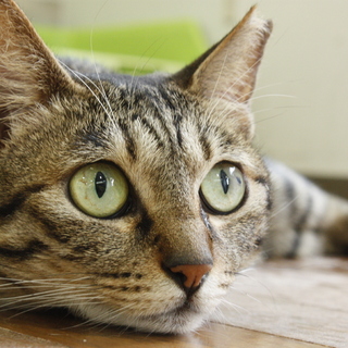 保護猫カフェ「チョビ」
