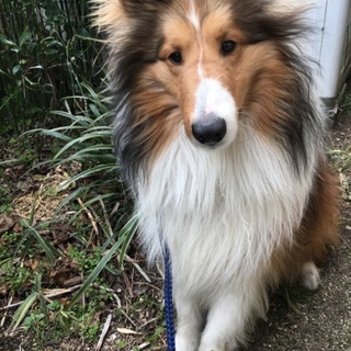 元気いっぱいのシェットランドです(^ ^)