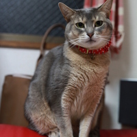 きなこ