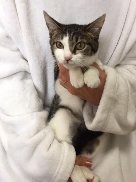 人慣れの甘えん坊8ヶ月の」東京都 - 猫の里親募集(148088 