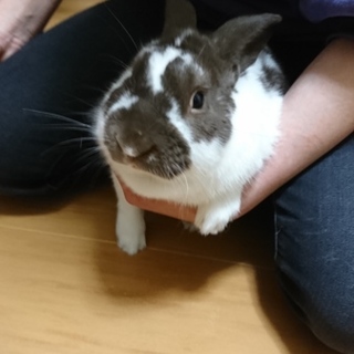 家族がアレルギーの為里親募集