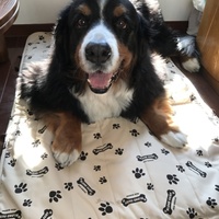 くま太郎れんじ