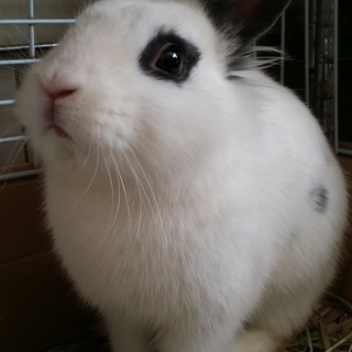 保護うさぎ/102番トニー