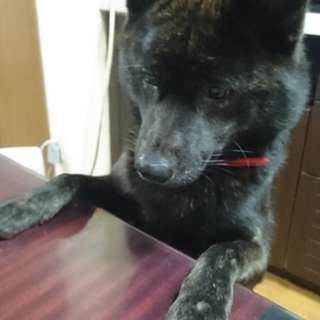 急募 純甲斐犬 可愛がって下さる方