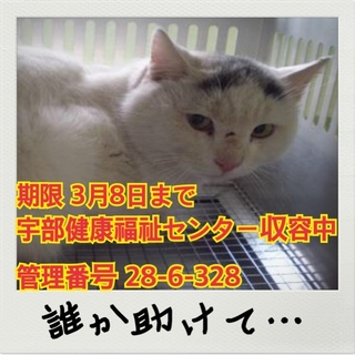 【保健所収容中・命の期限3月8日】誰か助けて！