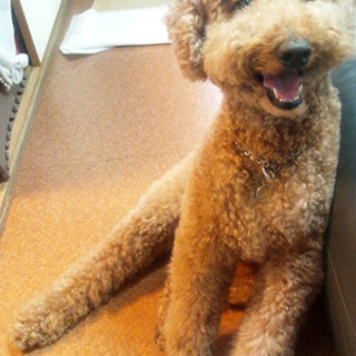 最期まで家族の一員として大切に可愛がってくれる方