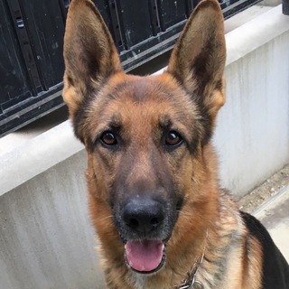 イケメンくんシェパード^ ^