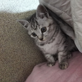 里親さんが決まりました。 ありがとうございました。