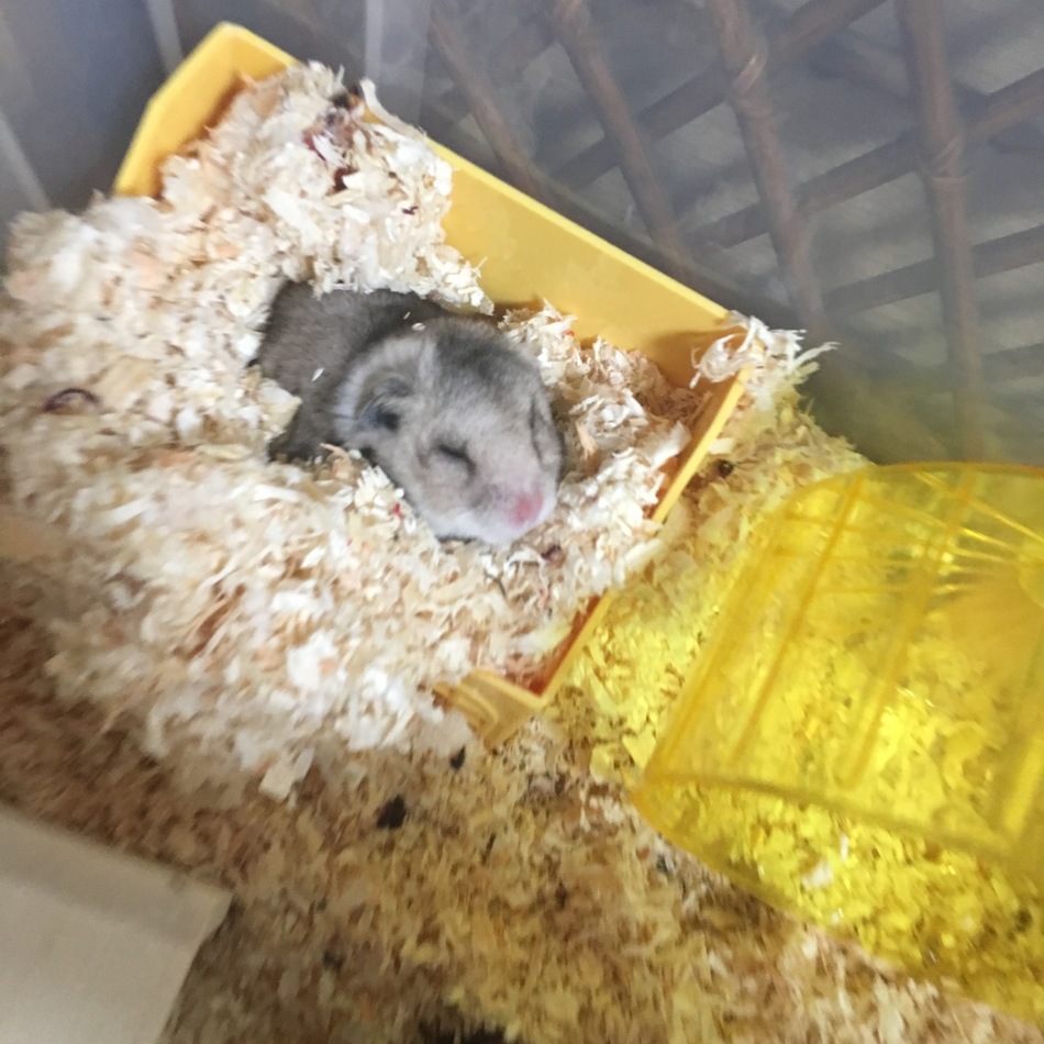 ぷん ハムスター ペットのおうち 月間利用者150万人