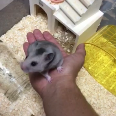 ぷん ハムスター ペットのおうち 月間利用者150万人