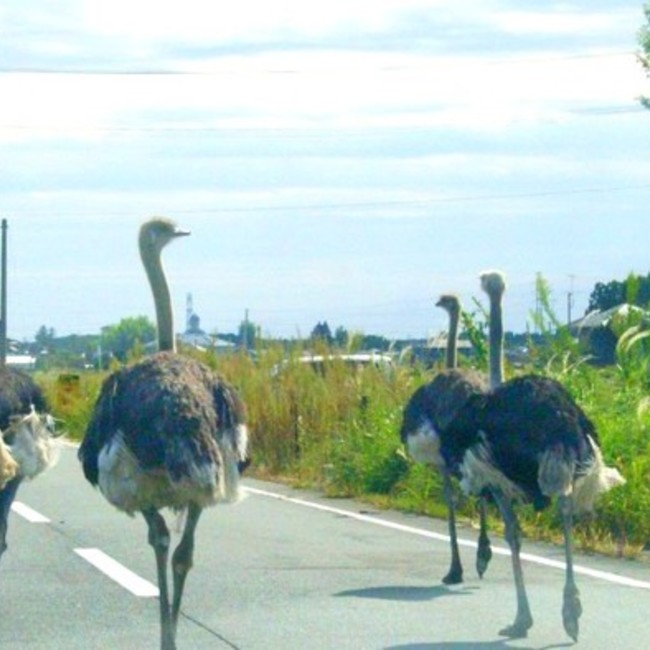 未来といのちのカバー写真