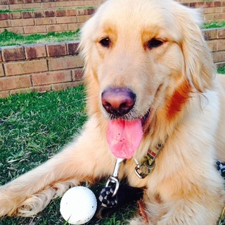 4歳になったばかりの元気な男の子です。