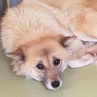 不安な顔のルッカ 幸せに繋げたいです。