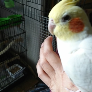 オカメインコ３羽一緒に
