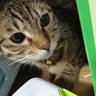 あまえんぼなキジトラ